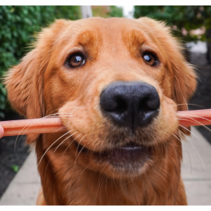 30% Off Best Bully Sticks: Shop Autumn Dog Deals