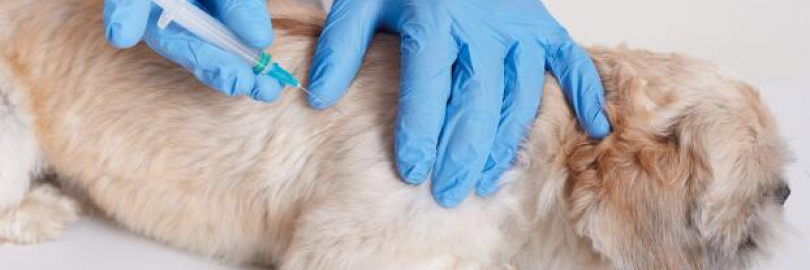2024加拿大宠物疫苗攻略（种类+接种时间表+费用+预约网站）- 养狗养猫必看！