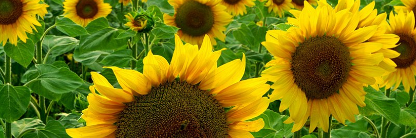 Sunflower Plant Care Guide: Planting, Growing & Caring Tips (8% Cashback)