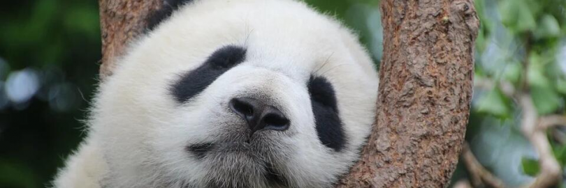 Guide to Visiting Giant Pandas in Chengdu - Best Places, Routes 