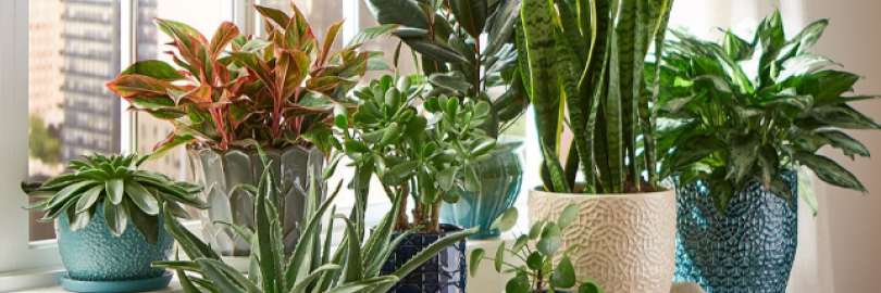 8个加拿大购买室内外绿植、花卉及盆栽的网站推荐（优惠码+返利），附室内植物及室内花推荐！