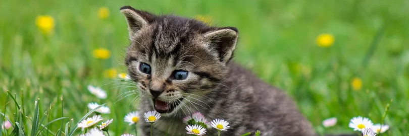 2024对猫或狗无害还友好的植物推荐（附猫或狗应远离的花草列表）- 养猫或养狗家庭可收藏！			