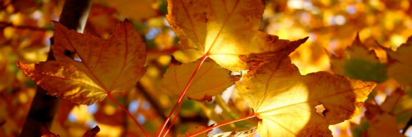 10 Best Places to See Autumn Leaves in Australia (Best Time & Foliage Map)