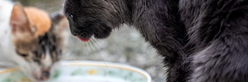 Friskies vs. Fancy Feast vs. Meow Mix vs. 9Lives: Which Cat Food is the Best?