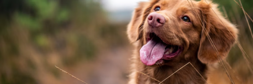 6 Best Alternatives to Purina EN Dog Food 2024