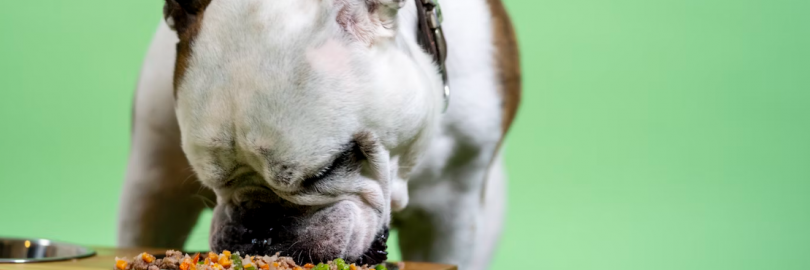 Kirkland vs. Blue Buffalo vs. Purina Pro Plan Dog Food: Which is the Best Option?