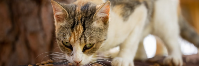 Sheba vs. Fancy Feast vs. Friskies Cat Food: Which is the Best Option?